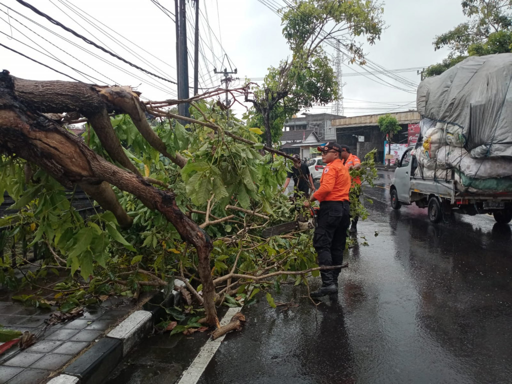 PohonTumbang di Jalan Raya Sempidi, Kelurahan Sempidi, Kecamatan Mengwi Tanggal 17 Agustus 2023